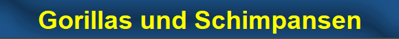 Gorillas und Schimpansen